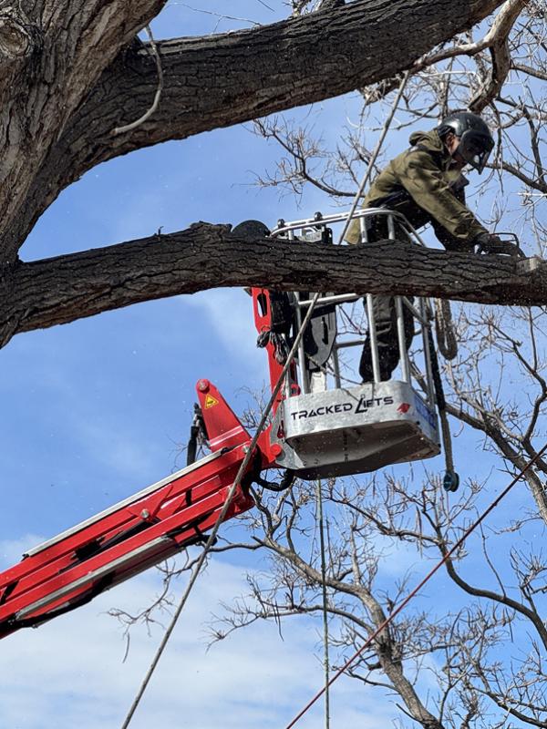 Dangerous Branch Removals