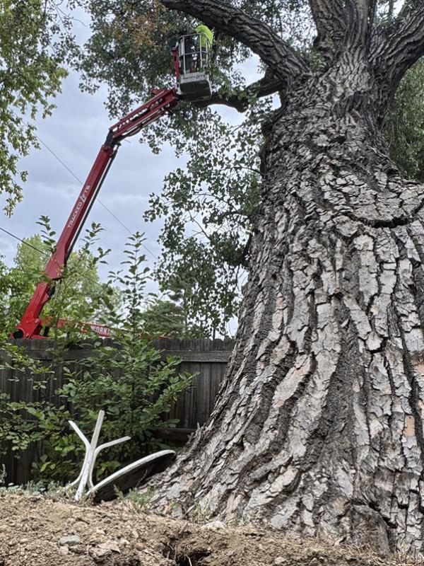 Emergency Tree Removals