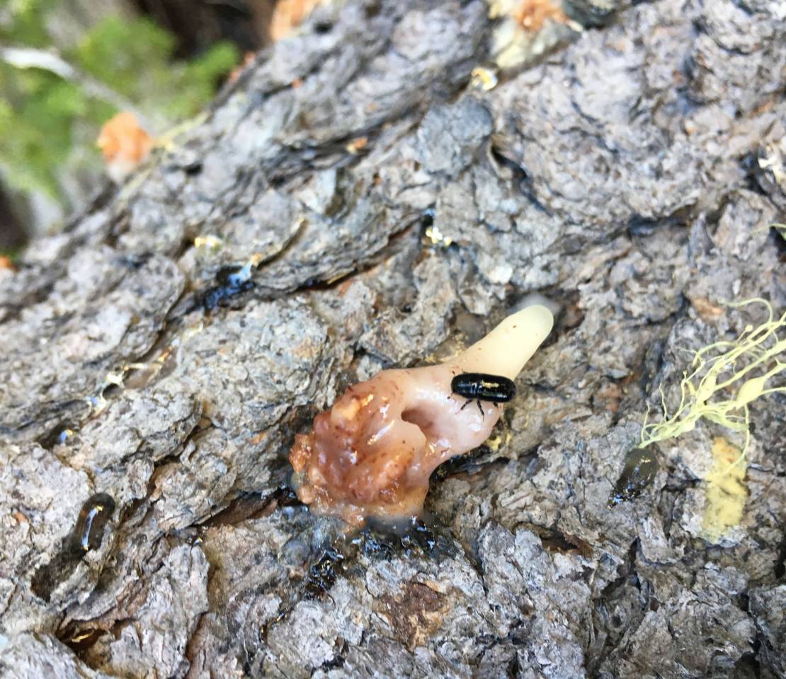 The New Threat: Mountain Pine Beetle