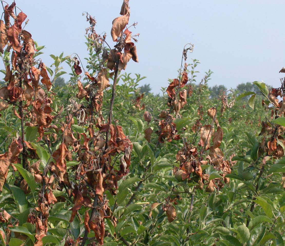 Tis The Season For Pruning: Avoid Fireblight