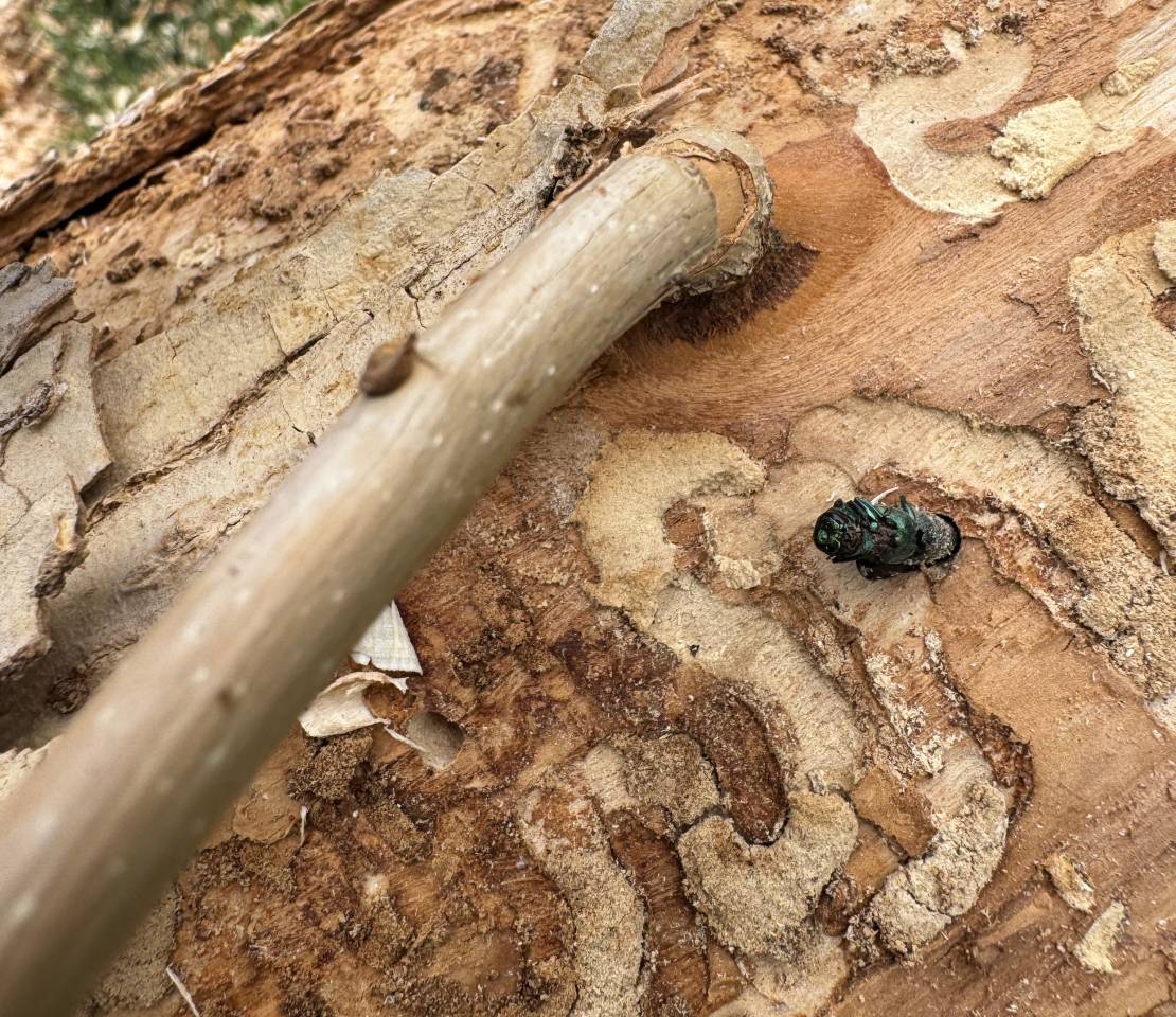 Emerald Ash Borer: A Destructive Pest Plaguing Colorado's Ash Trees